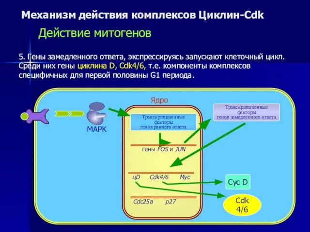 Механизм действия комплексов Циклин-Cdk Действие митогенов 5. Гены замедленного ответа, экспрессируясь