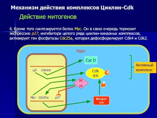 Механизм действия комплексов Циклин-Cdk Действие митогенов 6. Кроме того синтезируется белок
