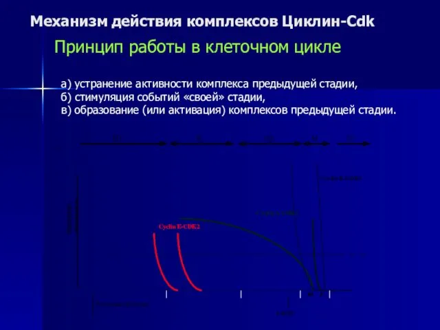 Механизм действия комплексов Циклин-Cdk Принцип работы в клеточном цикле а) устранение