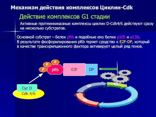 Механизм действия комплексов Циклин-Cdk Действие комплексов G1 стадии Активные протеинкиназные комплексы