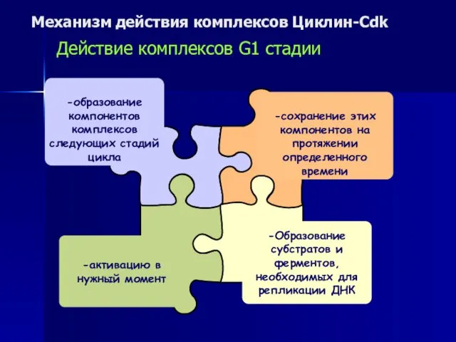 Механизм действия комплексов Циклин-Cdk Действие комплексов G1 стадии