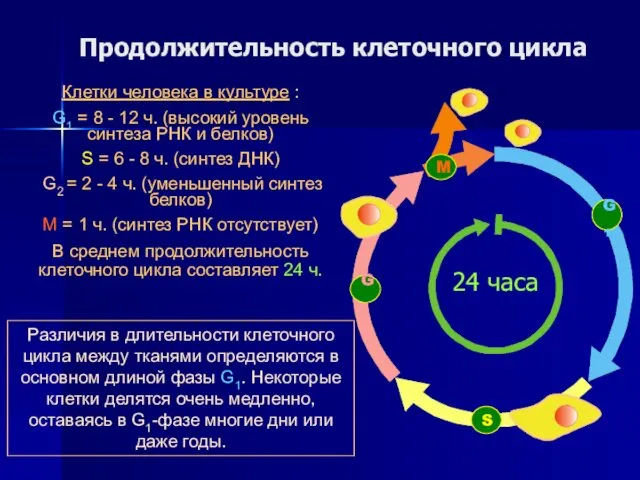 Продолжительность клеточного цикла 24 часа Клетки человека в культуре : G1
