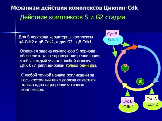 Механизм действия комплексов Циклин-Cdk Действие комплексов S и G2 стадии S