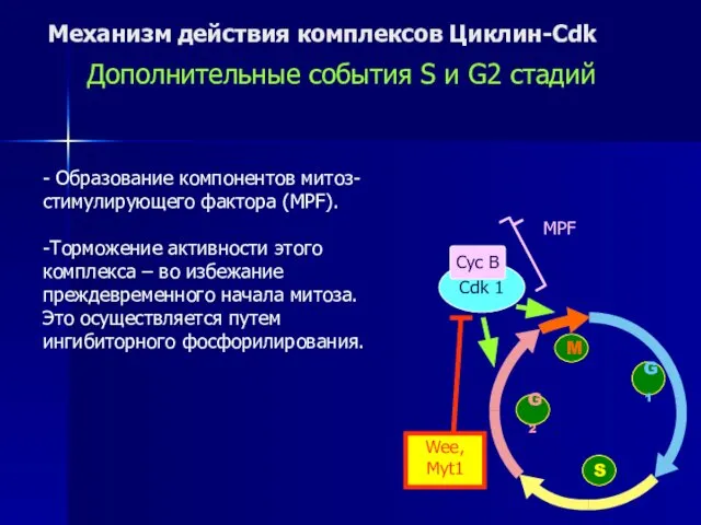 Механизм действия комплексов Циклин-Cdk - Образование компонентов митоз-стимулирующего фактора (MPF). -Торможение