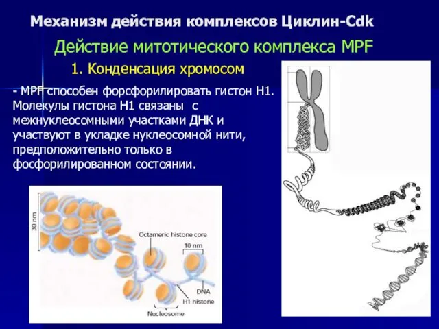 Механизм действия комплексов Циклин-Cdk - MPF способен форсфорилировать гистон H1. Молекулы