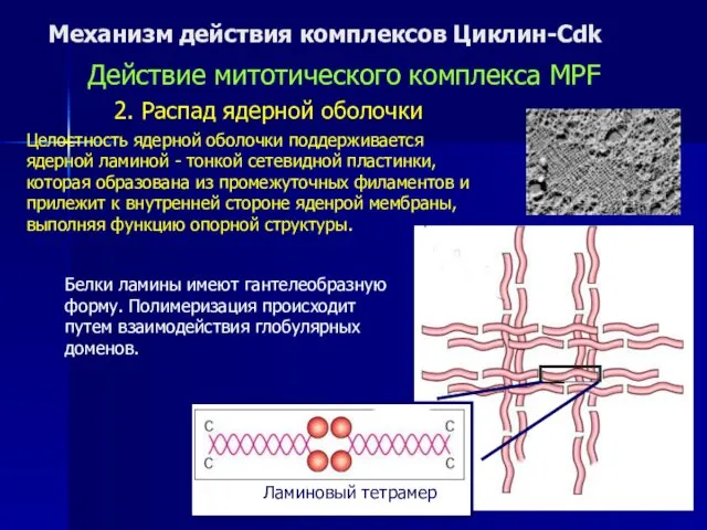 Механизм действия комплексов Циклин-Cdk Действие митотического комплекса MPF 2. Распад ядерной