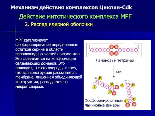 Механизм действия комплексов Циклин-Cdk Действие митотического комплекса MPF 2. Распад ядерной