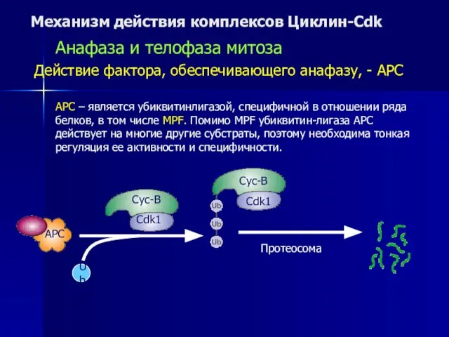 Механизм действия комплексов Циклин-Cdk Анафаза и телофаза митоза Действие фактора, обеспечивающего