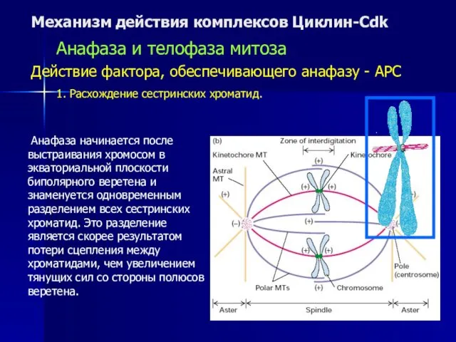 Механизм действия комплексов Циклин-Cdk Анафаза и телофаза митоза Действие фактора, обеспечивающего