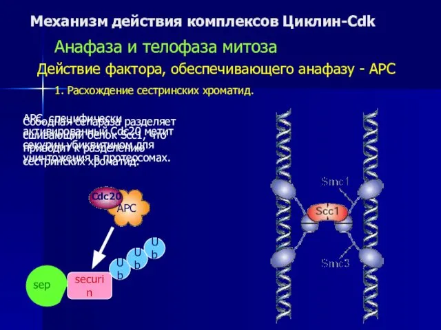 Механизм действия комплексов Циклин-Cdk Анафаза и телофаза митоза Действие фактора, обеспечивающего
