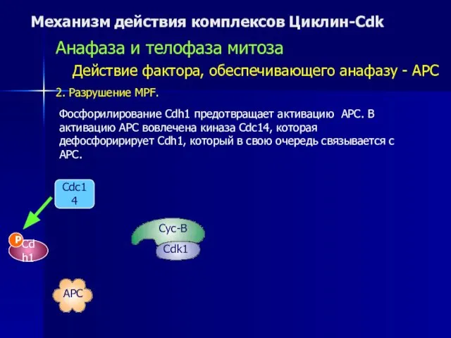 Механизм действия комплексов Циклин-Cdk Анафаза и телофаза митоза Действие фактора, обеспечивающего