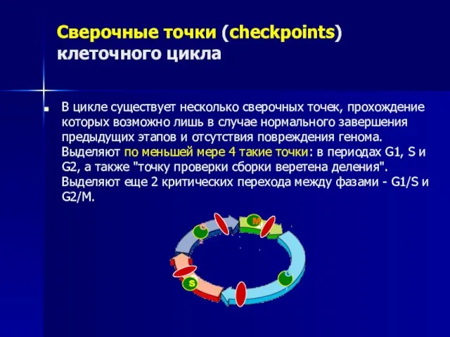 Сверочные точки (checkpoints) клеточного цикла В цикле существует несколько сверочных точек,