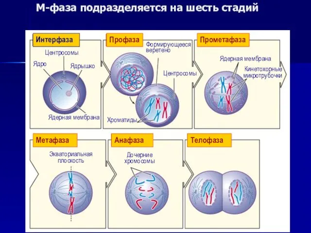 М-фаза подразделяется на шесть стадий Интерфаза Профаза Прометафаза Метафаза Анафаза Телофаза