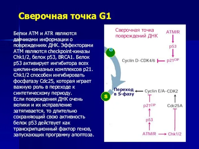 Сверочная точка G1 S G1 Сверочная точка повреждений ДНК Белки АТМ