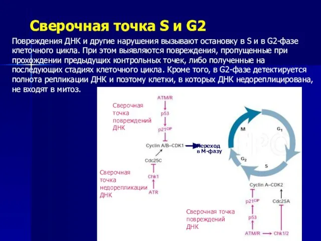 Сверочная точка S и G2 Повреждения ДНК и другие нарушения вызывают