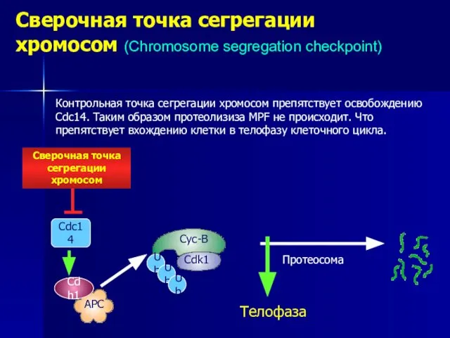 Сверочная точка сегрегации хромосом (Chromosome segregation checkpoint) Cdc14 Cdh1 Ub Ub