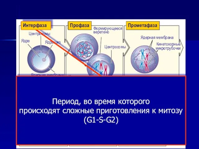 Профаза Прометафаза Метафаза Анафаза Телофаза Центросомы Ядро Ядерная мембрана Ядрышко Хроматиды