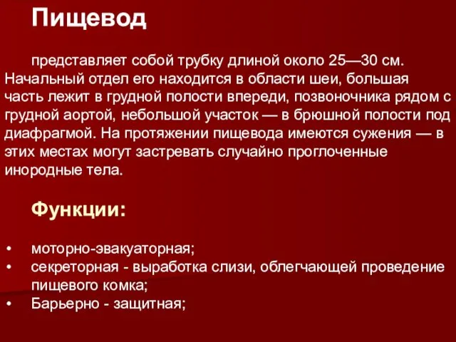 Пищевод представляет собой трубку длиной около 25—30 см. Начальный отдел его