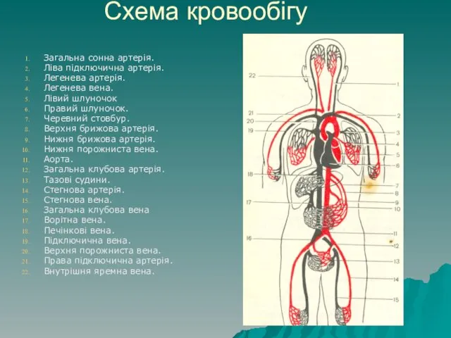 Схема кровообігу Загальна сонна артерія. Ліва підключична артерія. Легенева артерія. Легенева