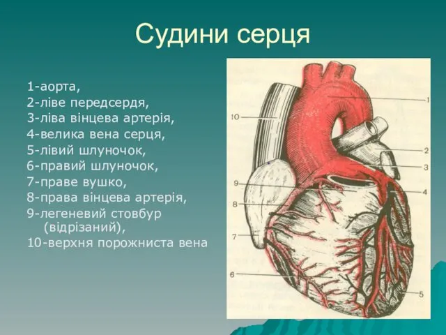 Судини серця 1-аорта, 2-ліве передсердя, 3-ліва вінцева артерія, 4-велика вена серця,