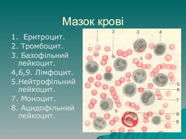 Мазок крові 1. Еритроцит. 2. Тромбоцит. 3. Базофільний лейкоцит. 4,6,9. Лімфоцит.