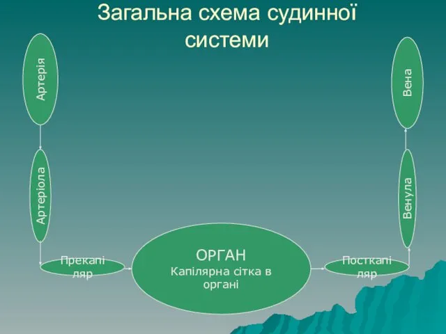 Загальна схема судинної системи ОРГАН Капілярна сітка в органі Артерія Артеріола Прекапіляр Посткапіляр Венула Вена