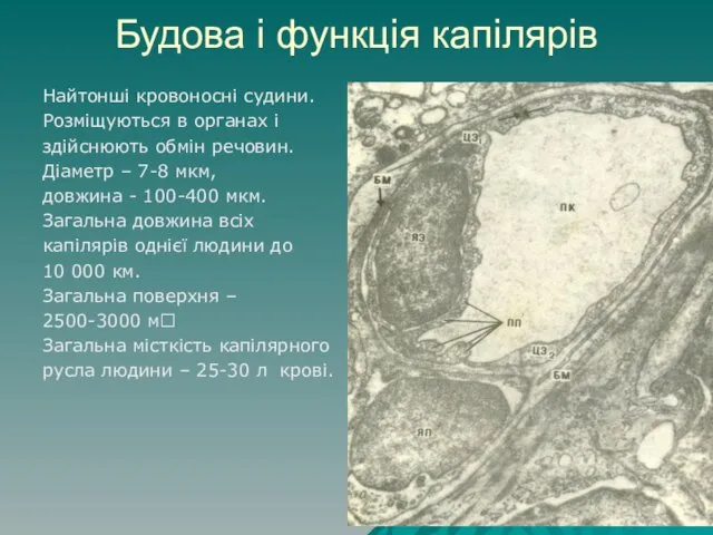 Будова і функція капілярів Найтонші кровоносні судини. Розміщуються в органах і