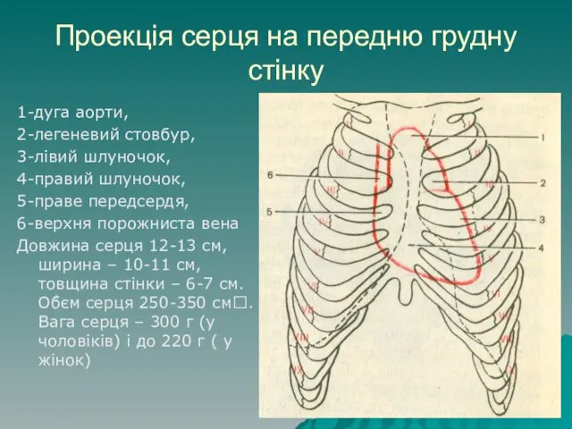 Проекція серця на передню грудну стінку 1-дуга аорти, 2-легеневий стовбур, 3-лівий