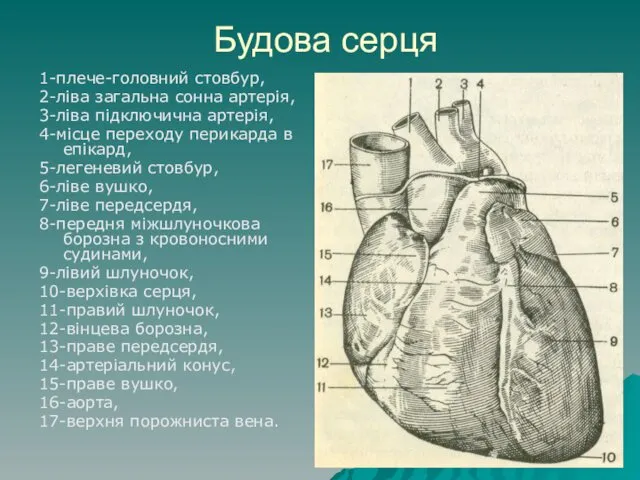 Будова серця 1-плече-головний стовбур, 2-ліва загальна сонна артерія, 3-ліва підключична артерія,