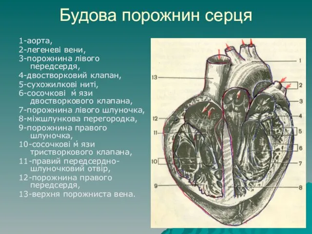 Будова порожнин серця 1-аорта, 2-легеневі вени, 3-порожнина лівого передсердя, 4-двостворковий клапан,