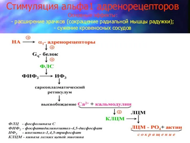 Стимуляция альфа1 адренорецепторов Основные эффекты: - расширение зрачков (сокращение радиальной мышцы радужки); - сужение кровеносных сосудов