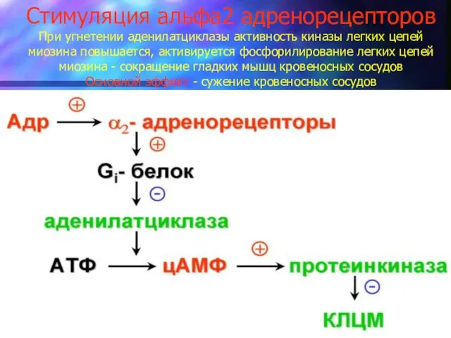 Стимуляция альфа2 адренорецепторов При угнетении аденилатциклазы активность киназы легких цепей миозина