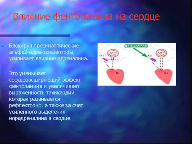 Влияние фентоламина на сердце Блокируя пресинаптические альфа2-адренорецепторы, усиливает влияние адреналина. Это