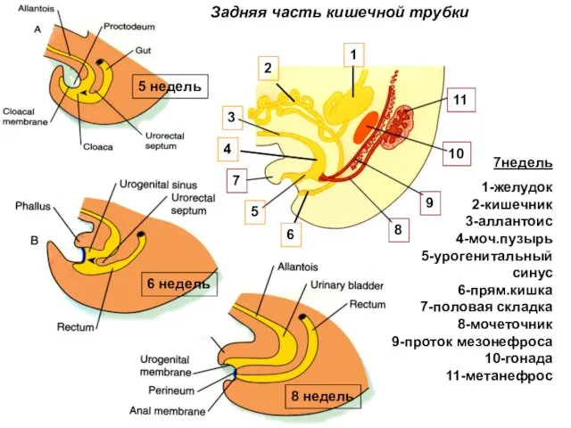 5 недель 6 недель 8 недель 7недель 1-желудок 2-кишечник 3-аллантоис 4-моч.пузырь