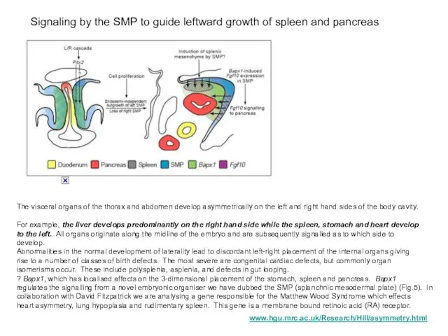 Signaling by the SMP to guide leftward growth of spleen and