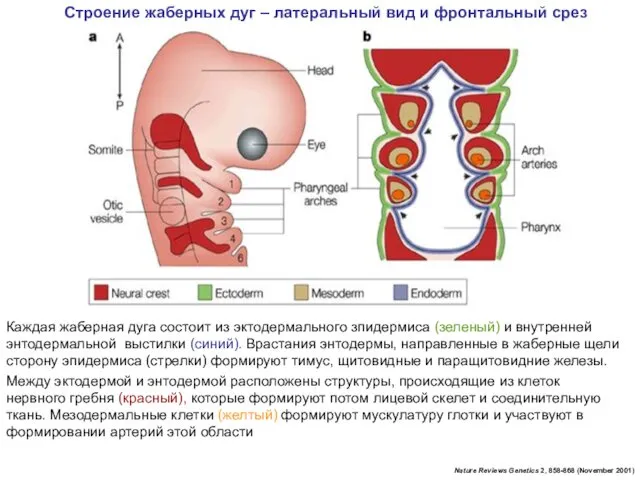 Nature Reviews Genetics 2, 858-868 (November 2001) Строение жаберных дуг –