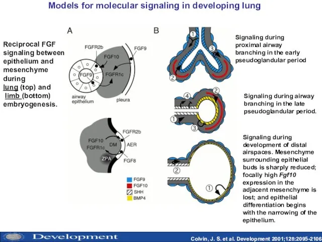 Colvin, J. S. et al. Development 2001;128:2095-2106 Models for molecular signaling