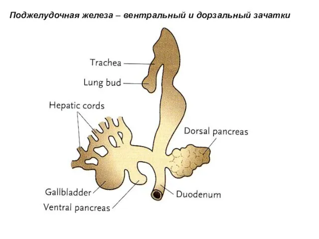 Поджелудочная железа – вентральный и дорзальный зачатки