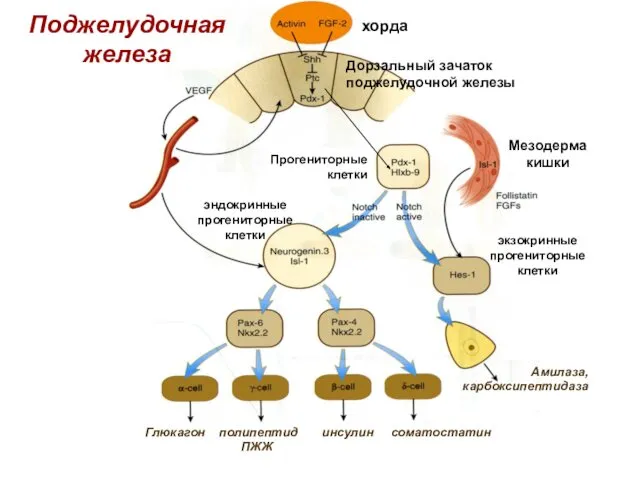 Поджелудочная железа Дорзальный зачаток поджелудочной железы хорда Прогениторные клетки эндокринные прогениторные