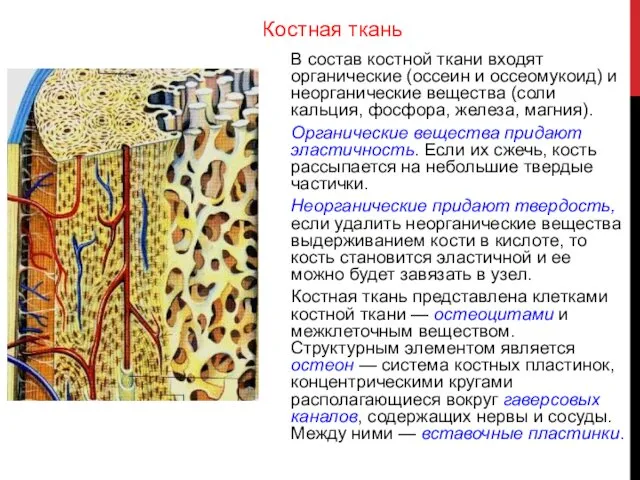 Костная ткань В состав костной ткани входят органические (оссеин и оссеомукоид)