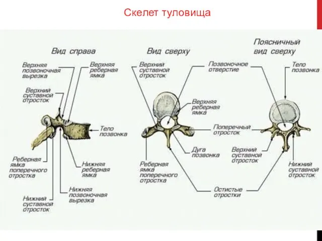 Скелет туловища