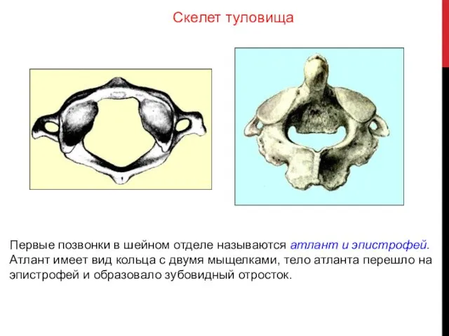 Первые позвонки в шейном отделе называются атлант и эпистрофей. Атлант имеет