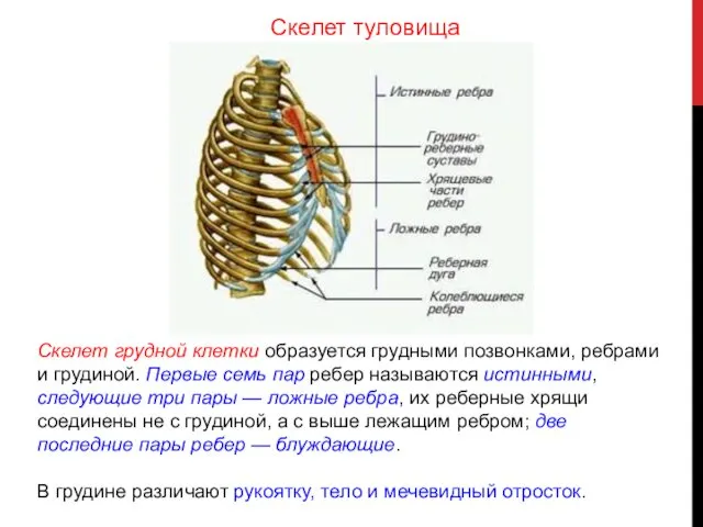 Скелет грудной клетки образуется грудными позвонками, ребрами и грудиной. Первые семь