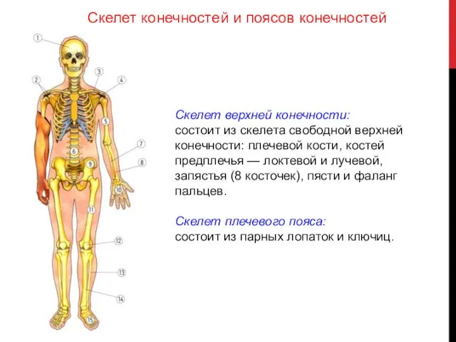 Скелет верхней конечности: состоит из скелета свободной верхней конечности: плечевой кости,