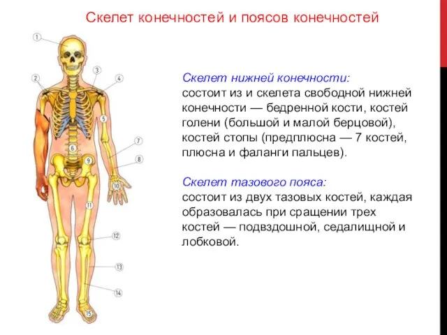 Скелет нижней конечности: состоит из и скелета свободной нижней конечности —