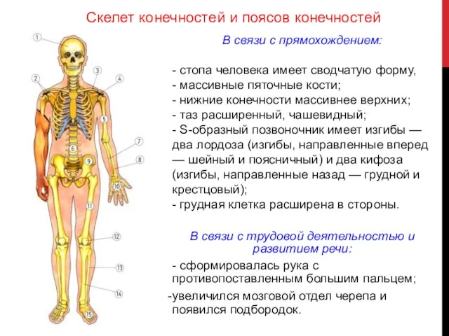 В связи с прямохождением: - стопа человека имеет сводчатую форму, -