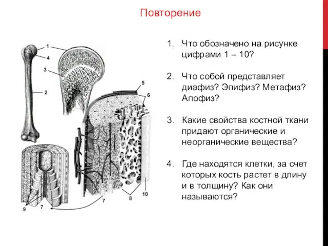 Что обозначено на рисунке цифрами 1 – 10? Что собой представляет