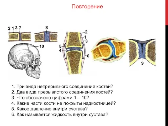 1. Три вида непрерывного соединения костей? 2. Два вида прерывистого соединения