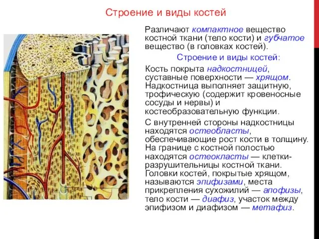 Строение и виды костей Различают компактное вещество костной ткани (тело кости)