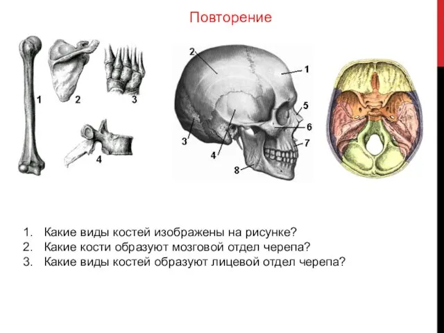 Какие виды костей изображены на рисунке? Какие кости образуют мозговой отдел